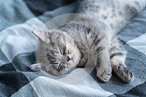 Beautiful little gray tabby cat sleeps sweetly on plaid blanket on bed at home. Kitten of Scottish Straight breed lies on back