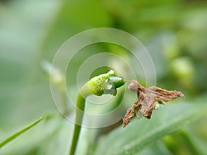 beautiful little green chillie