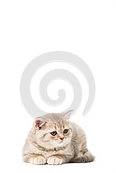 beautiful little grey cat lying