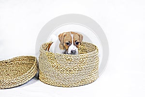beautiful little Jack Russell Terrier puppy sits in a wicker box.