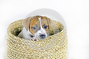 beautiful little Jack Russell Terrier puppy sits in a wicker box.
