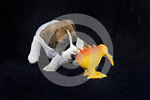beautiful little Jack Russell terrier puppy sniffs a toy kiwi bird on a dark background.