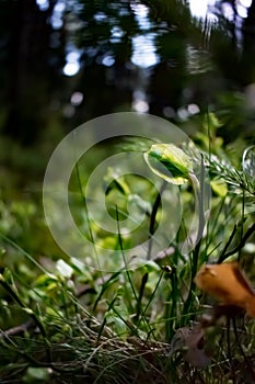 Beautiful, little leaf in the grass.