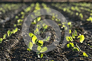 Beautiful little lettuces in a row growing on plantation in Spain. Panning scene of agricultural field of lettuces growing against