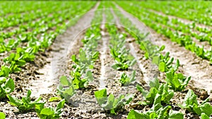 Beautiful little lettuces in a row growing on plantation in Spain. Panning scene of agricultural field of lettuces growing against