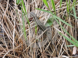 Beautiful little lizard on grass, Lithuania