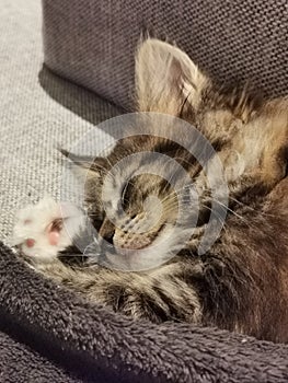 Beautiful little Maine Coon Kitten Cat Sleeping Cat