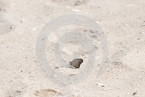 Beautiful little monarch butterfly taking a break on the beach from the wind