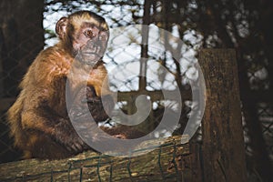 Beautiful little monkey sitting in a wooden cage.