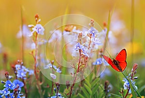 Beautiful little orange butterfly sits on a summer meadow with lush green grass and bright blue flowers on a Sunny day