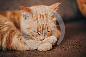 Beautiful little orange cat sleeps sweet sleep