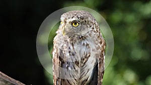 Beautiful little owl in the forest