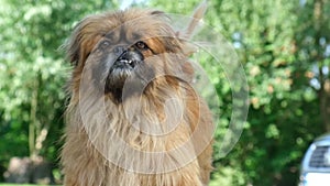 A beautiful little Pekingese dog walks in a village garden.