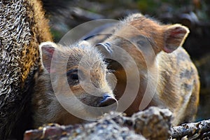 Beautiful little pigs wild in nature. Wild boar. Animal in the spring forest