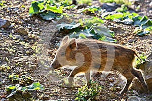 Beautiful little pigs wild in nature. Wild boar. Animal in the forest. Cute young.