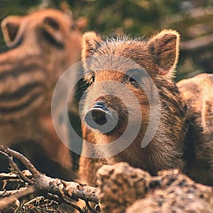 Beautiful little pigs wild in nature. Wild boar. Animal in the spring forest