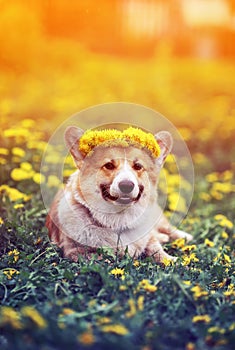 Beautiful little puppy red Corgi lies on the field with yellow dandelions in a wreath of flowers on a Sunny spring day