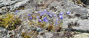 Beautiful little purple flowers bells on the stones
