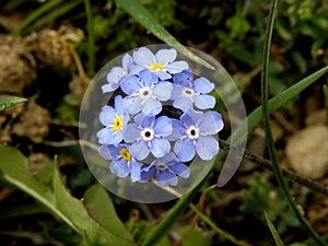 Beautiful little purple flowers in spring. The beginning of the new year in Iran