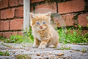 Beautiful little red kitten with blue eyes in street background. Portrait of tabby cat. Street cat and lifestyle concept.