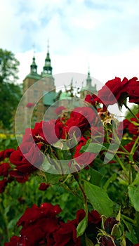 Beautiful little red rose Bush in the Park at Rosenborg castle in Copenhagen. Vertical view