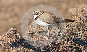 A beautiful Little ringed plover bird standing on the ground and opening its beak