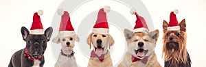 Beautiful little santa claus puppies wearing red christmas hats