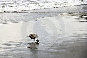 Beautiful little seagull on the beach of the sea or ocean