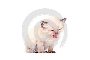 Beautiful little siamese kitten mewing on camera on white background. Isolated on white background.