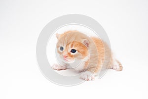 Beautiful little small cat kitty red pet newborn with dark eyes lying on white background with copy space