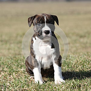 Beautiful little Stafford puppy sitting in grass