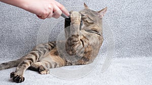 Beautiful Little tabby cat relaxes from being brushed with a comb while lying