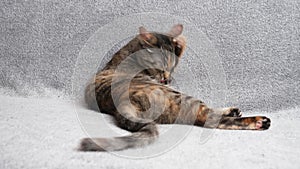 Beautiful little tabby cat washing face while sitting on gray sofa, pet concept