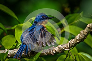 Beautiful little Tickell's blue flycatcher spreading feathers from srilanka