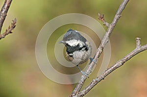 A beautiful little tit, coal tit in the november sun with a fantastic background