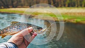 Beautiful little trout caught on a wobbler