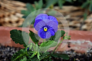 Beautiful and little viola in the garden photo