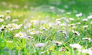 Beautiful little white daisy on the green grasses backgrounds