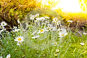 Beautiful little white daisy on the green grasses backgrounds