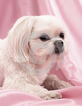 Beautiful little white dog with large black eyes and a black nose. on a pink backgroun