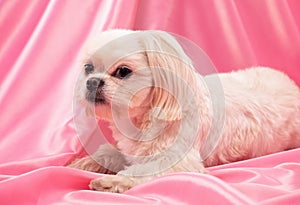 Beautiful little white dog with large black eyes and a black nose on a pink background