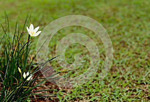 Beautiful Little white flower background