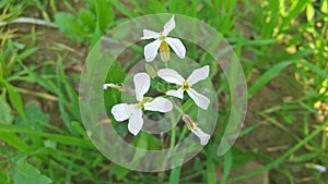 Beautiful little white flowers plant on the laned