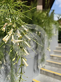 beautiful little white flowers in the yard