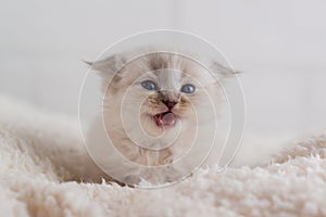 A beautiful little white fluffy kitten with blue eyes lies on carpet and screams. Close-up. Selective focus