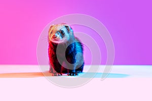 Beautiful little white grey ferret isolated over pink background in neon light. Concept of happy domestic and wild