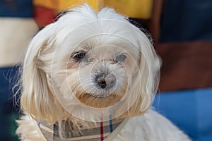 Beautiful little white Maltese dog. Portrait of a dog