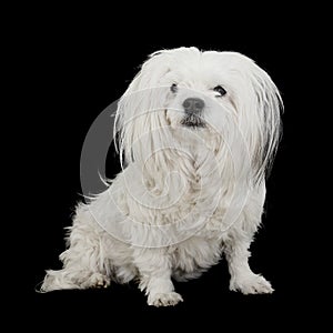 Beautiful Little White Mixed Breed Dog Isolated on Black