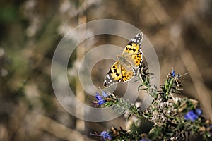 Beautiful little wild meadow of purple flowers with a butterfly