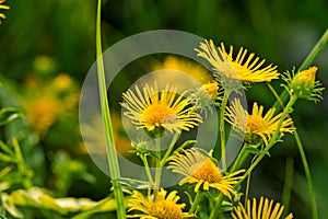 Beautiful little yellow daisy